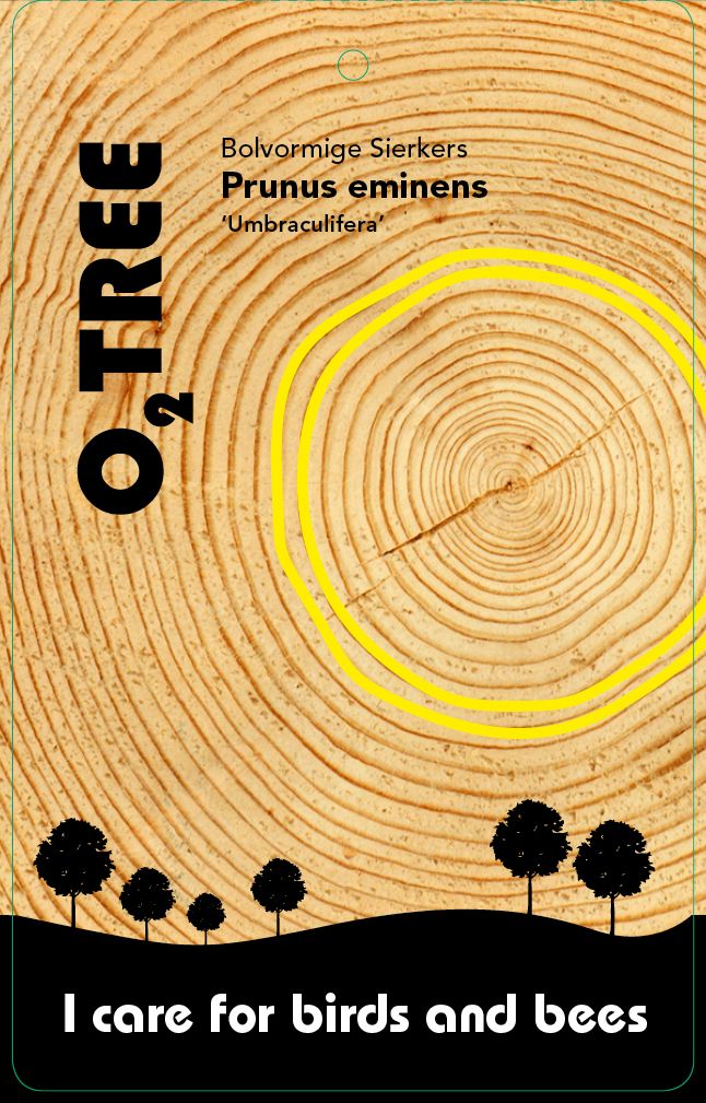 prunus-eminens-umbraculifera-thema