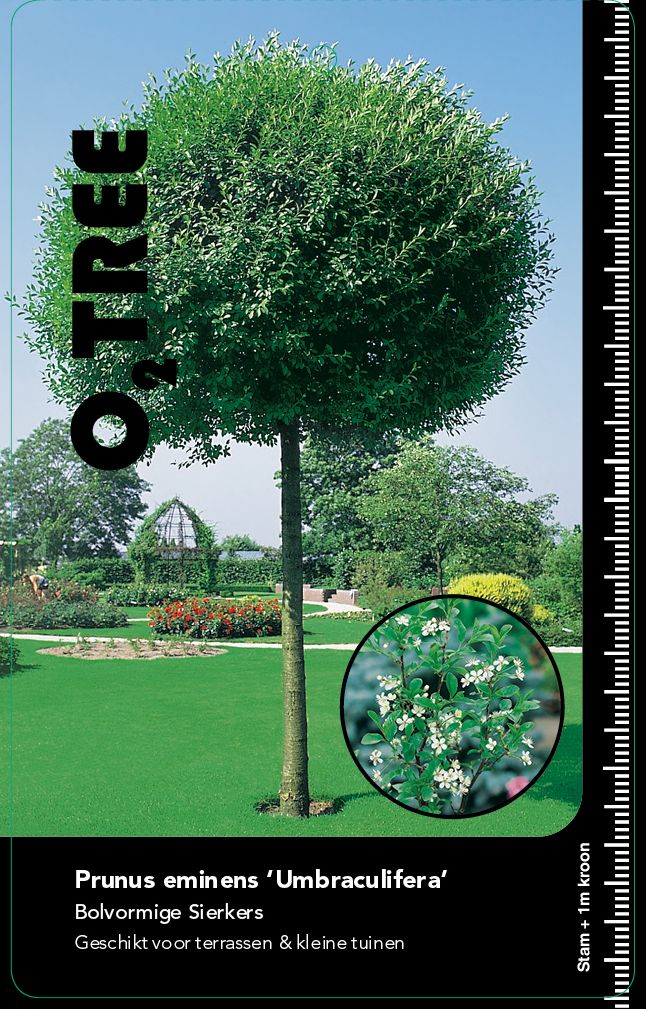 prunus-eminens-umbraculifera