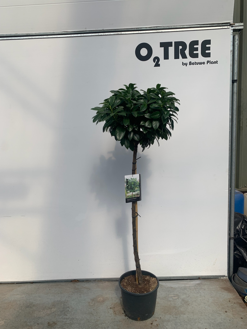 prunus-laurocerasus--kleopatra--c12-100cm