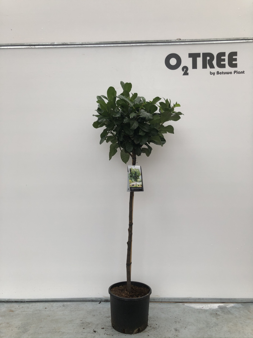 prunus-laurocerasus-etna---anbri--pbr--c10-90cm