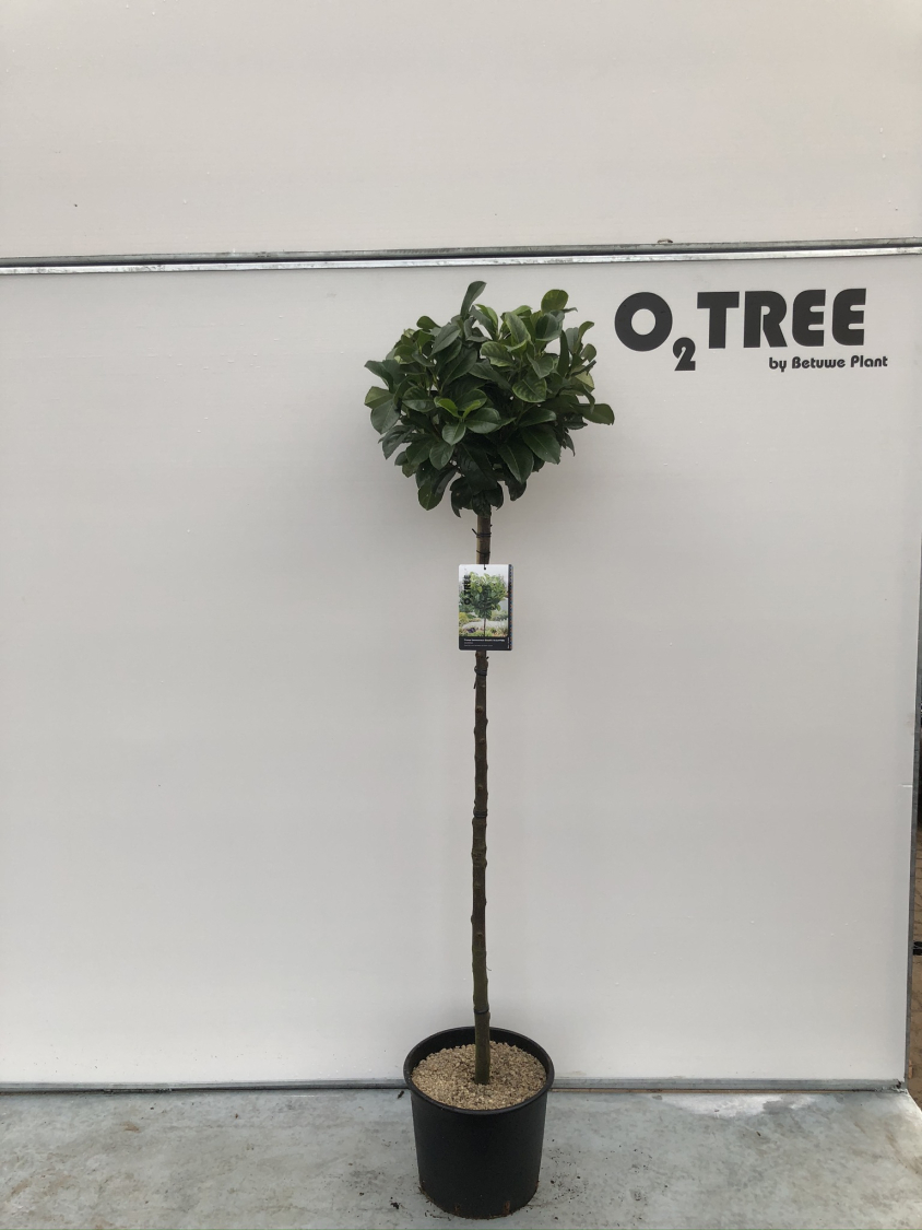 prunus-laurocerasus-etna---anbri--pbr--c15-120cm