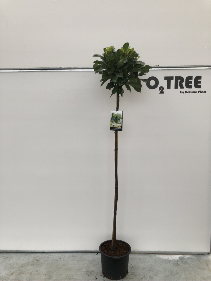 prunus-laurocerasus-etna---anbri--pbr--c15-150cm