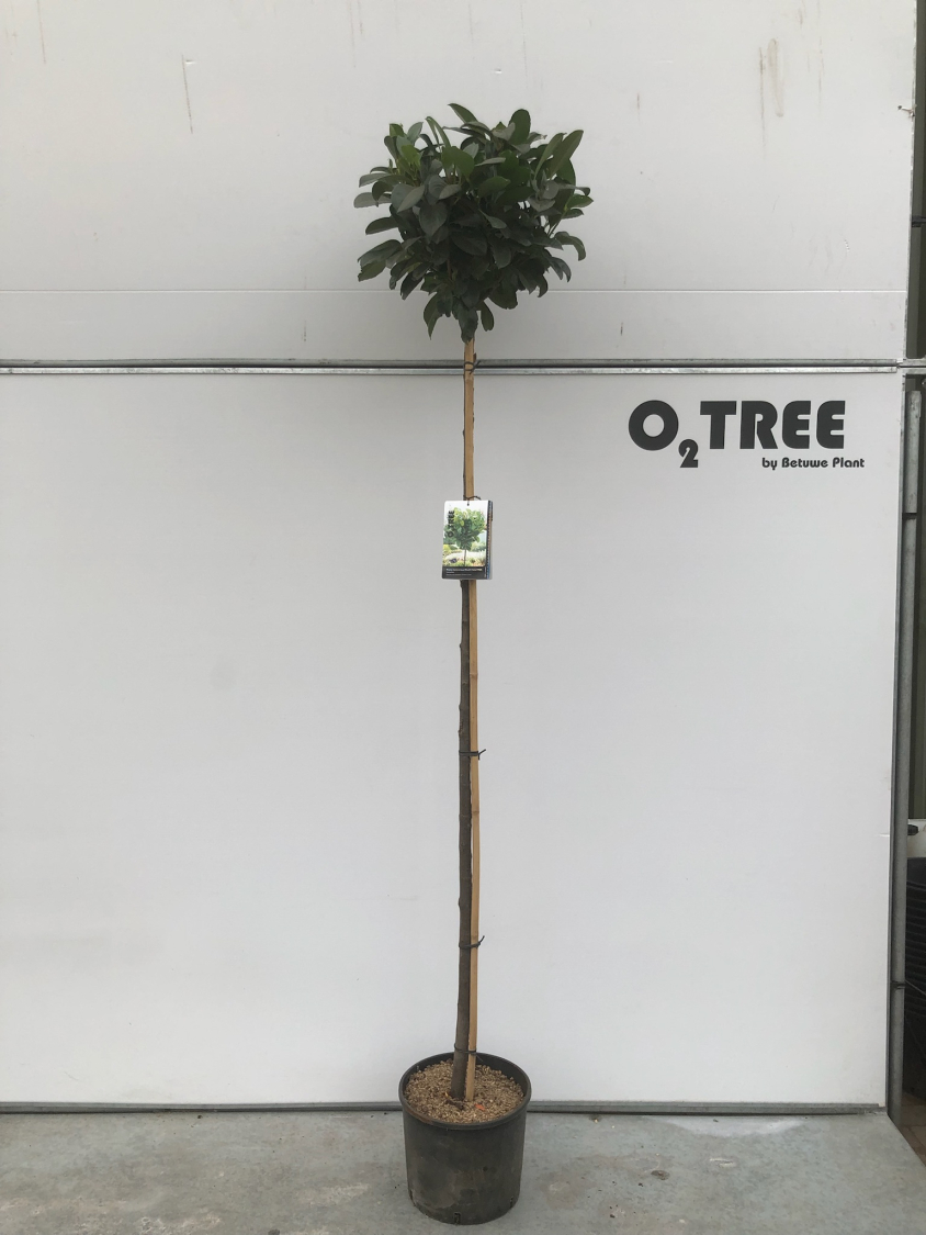 prunus-laurocerasus-etna---anbri--pbr--c15-180cm