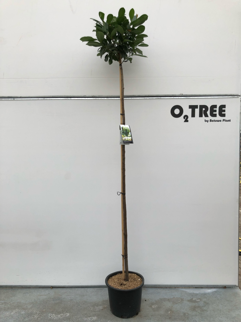 prunus-laurocerasus-etna---anbri--pbr--c20-6-8-10-200cm