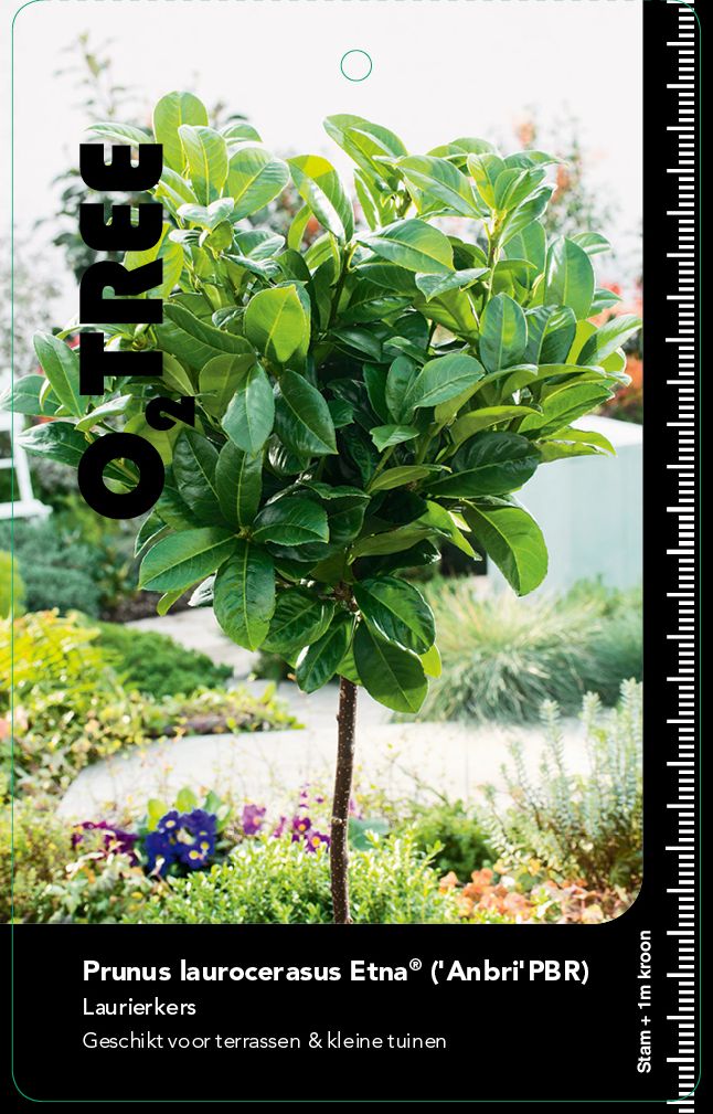prunus-laurocerasus-etna-