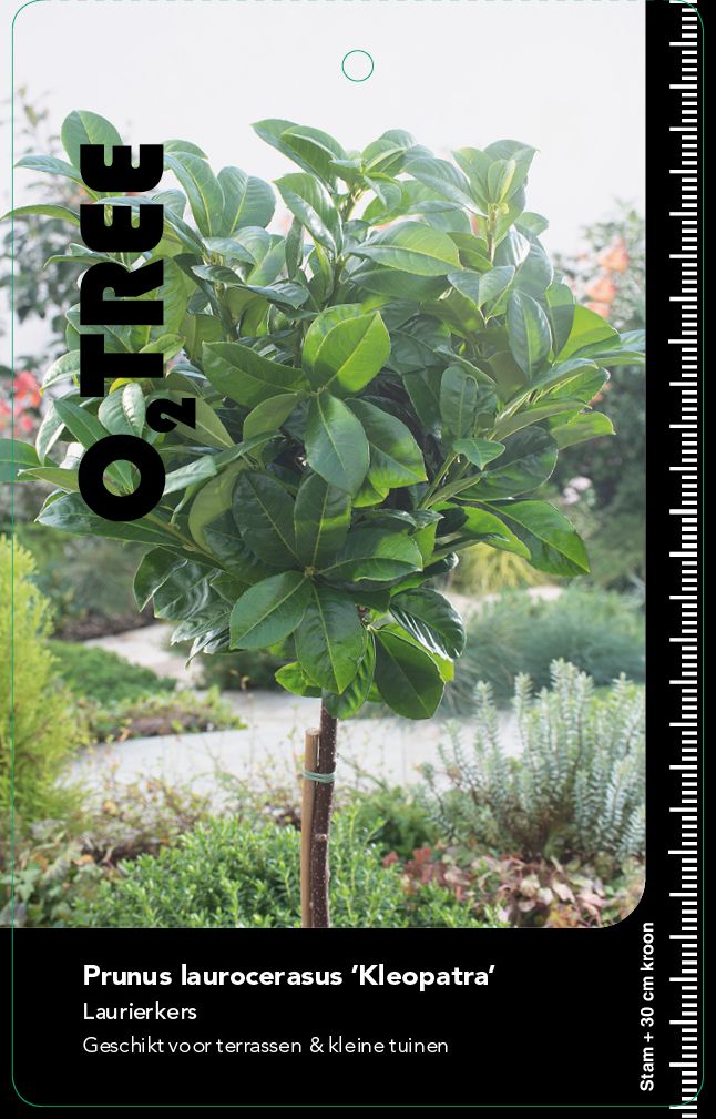 prunus-laurocerasus-kleopatra