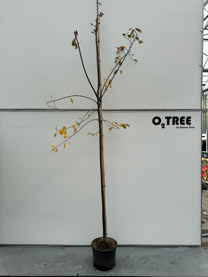 prunus-padus--colorata--c15-6-8