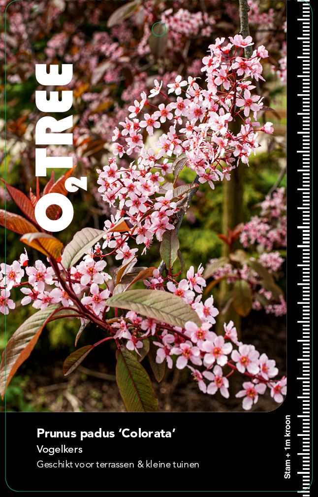 prunus-padus-colorata