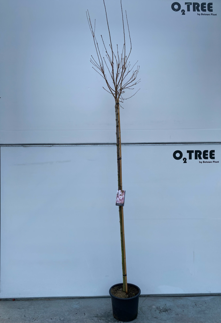 prunus-subhirtella--autumnalis-rosea--8-10-220cm-in-container