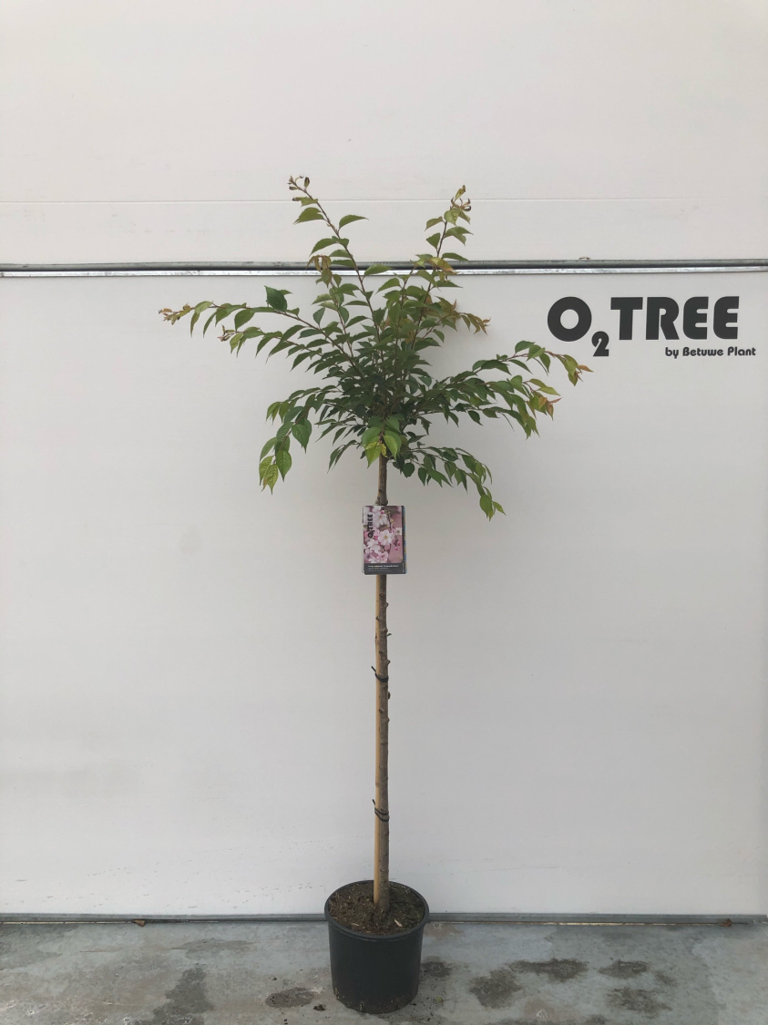 prunus-subhirtella--autumnalis-rosea--c10-120cm--2-