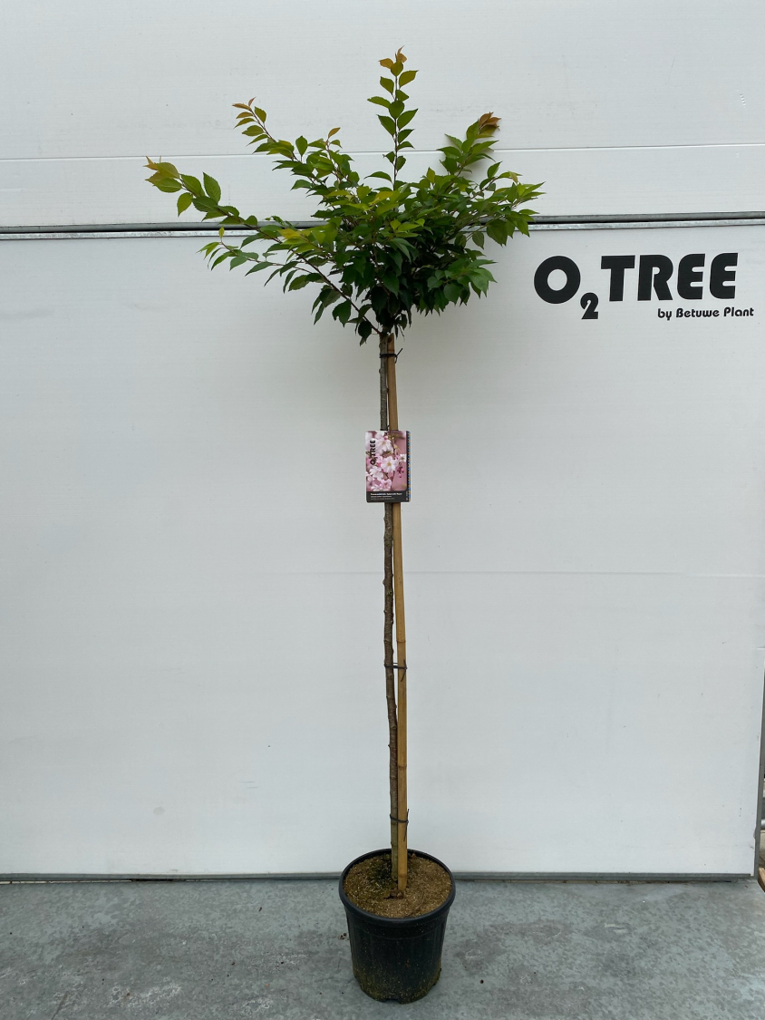 prunus-subhirtella--autumnalis-rosea--c12-150cm