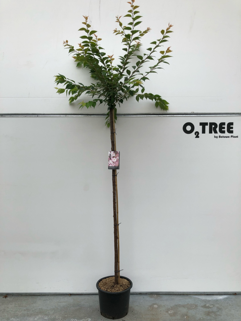 prunus-subhirtella--autumnalis-rosea--c20-8-10-12-180cm