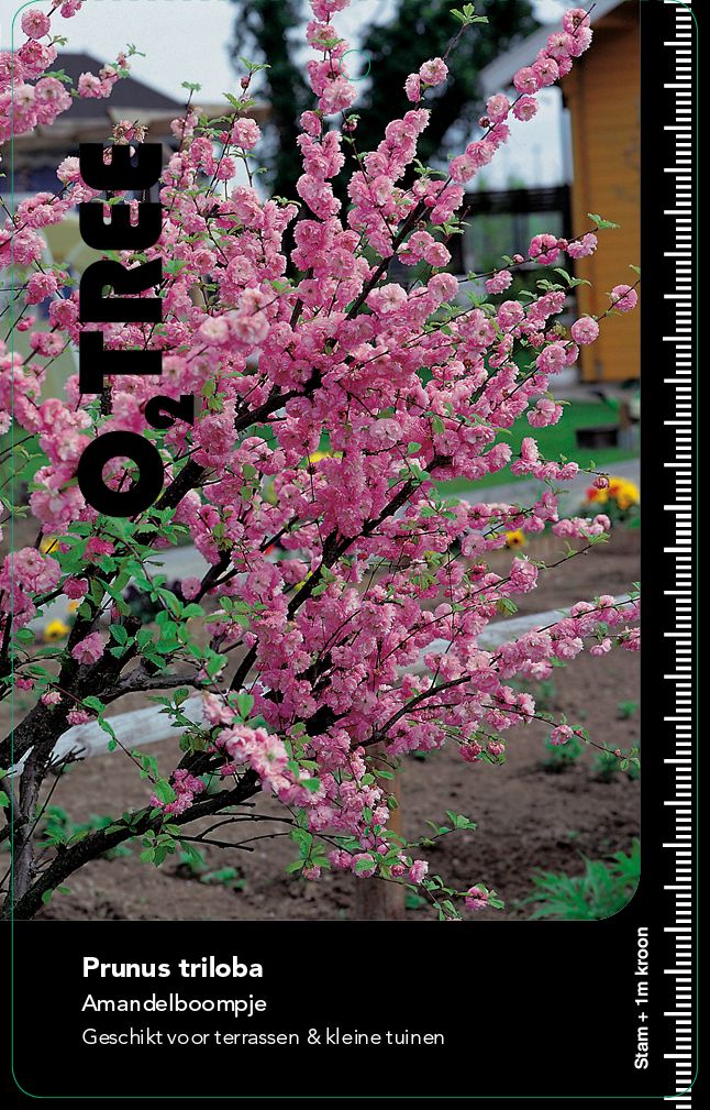 prunus-triloba