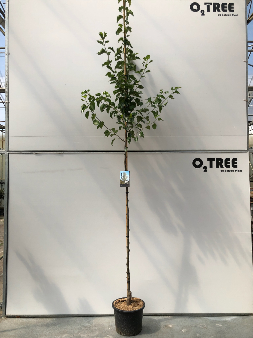 pyrus-calleryana--chanticleer--c20-6-8-10