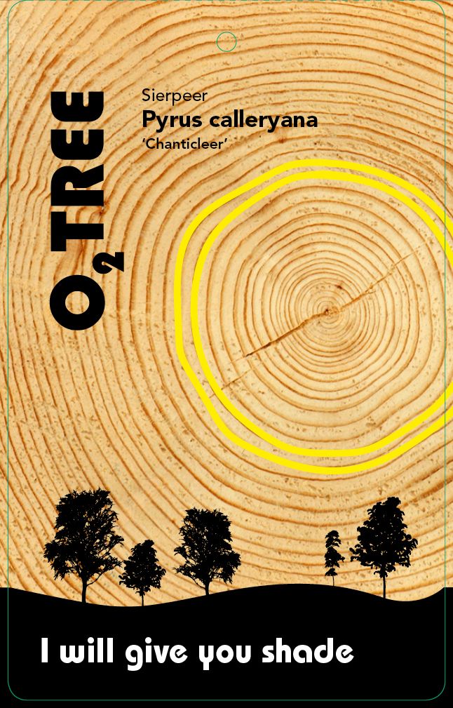pyrus-calleryana-chanticleer-lei-thema