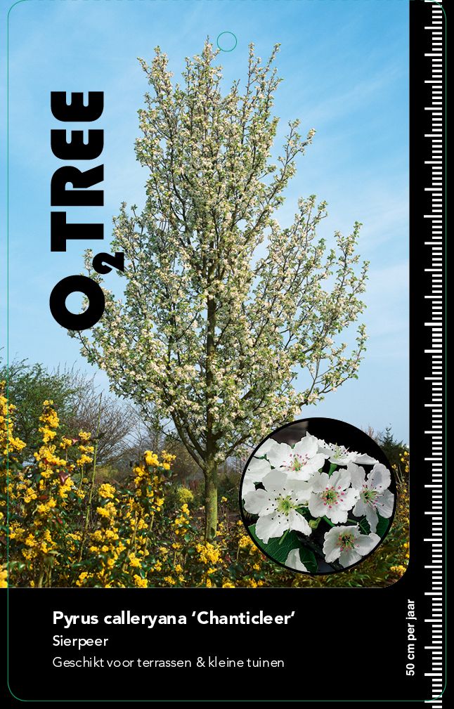 pyrus-calleryana-chanticleer