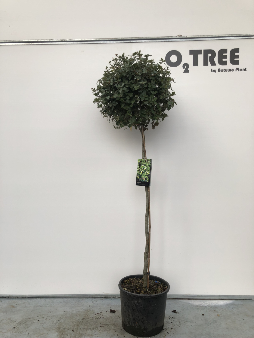 quercus-ilex-c15-100cm
