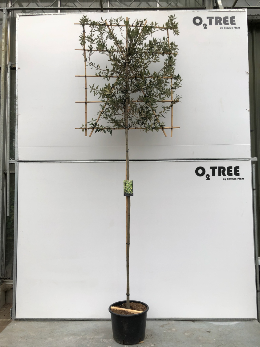 quercus-ilex-c25-6-8-10-leischerm