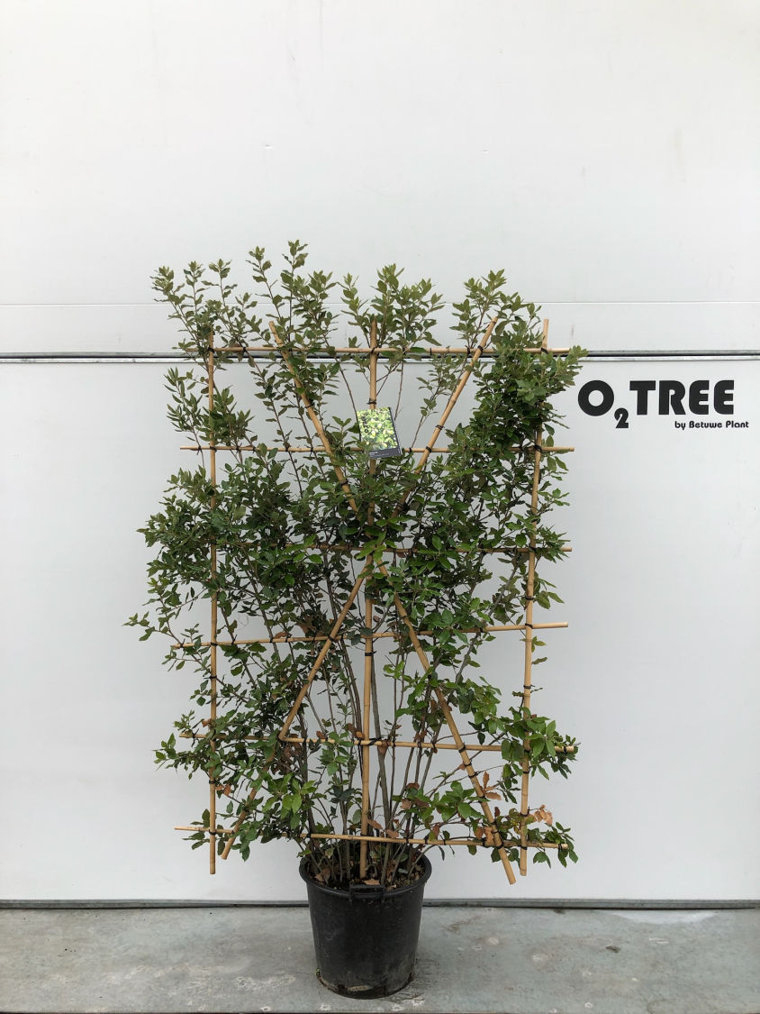 quercus-ilex-c25-leischerm
