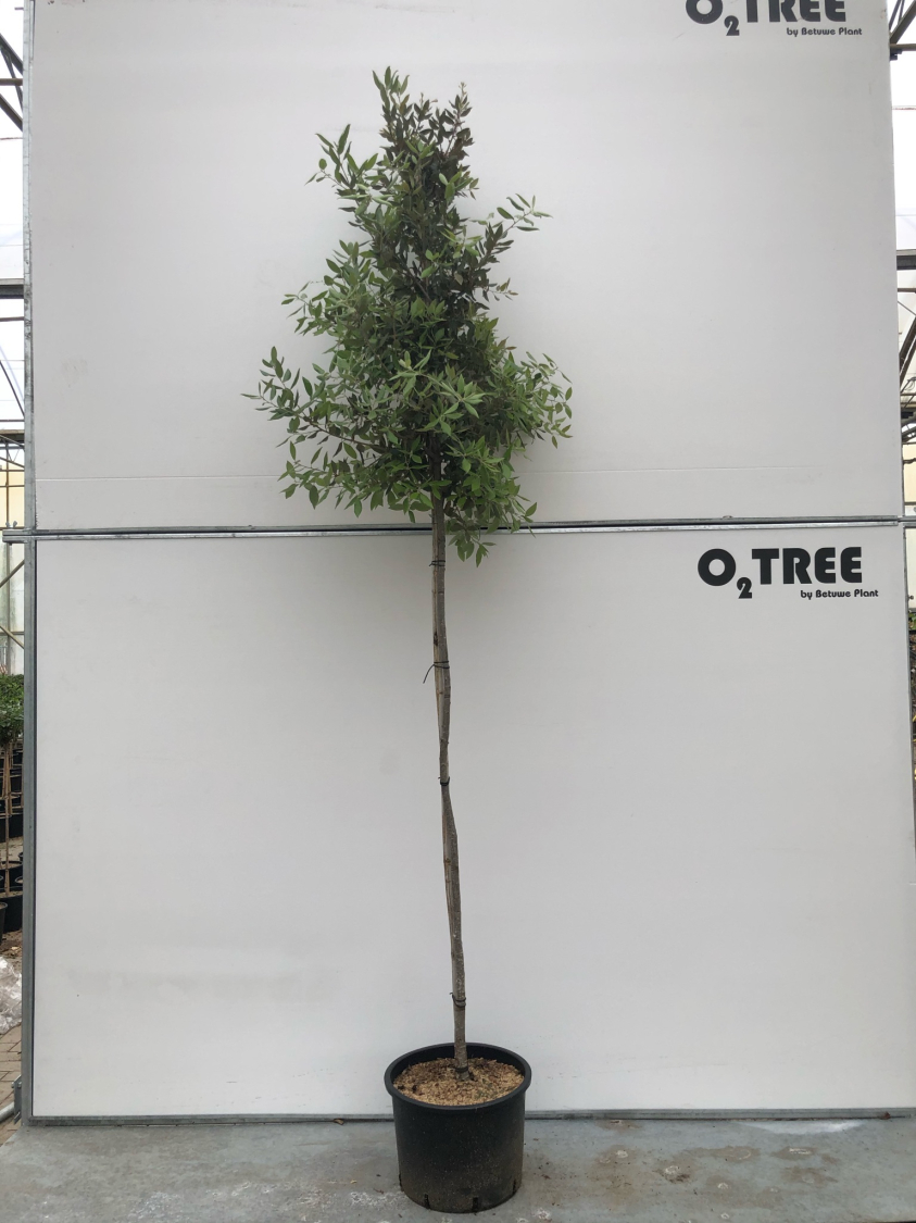 quercus-ilex-c35-6-8-10