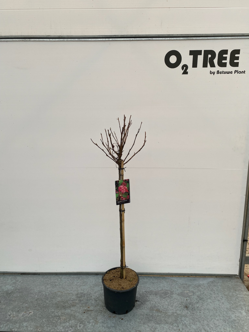 ribes-sanguineum--king-edward-vii--c10-90cm--2-