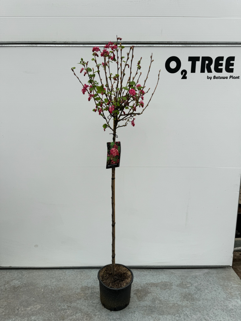 ribes-sanguineum--king-edward-vii--c10-90cm