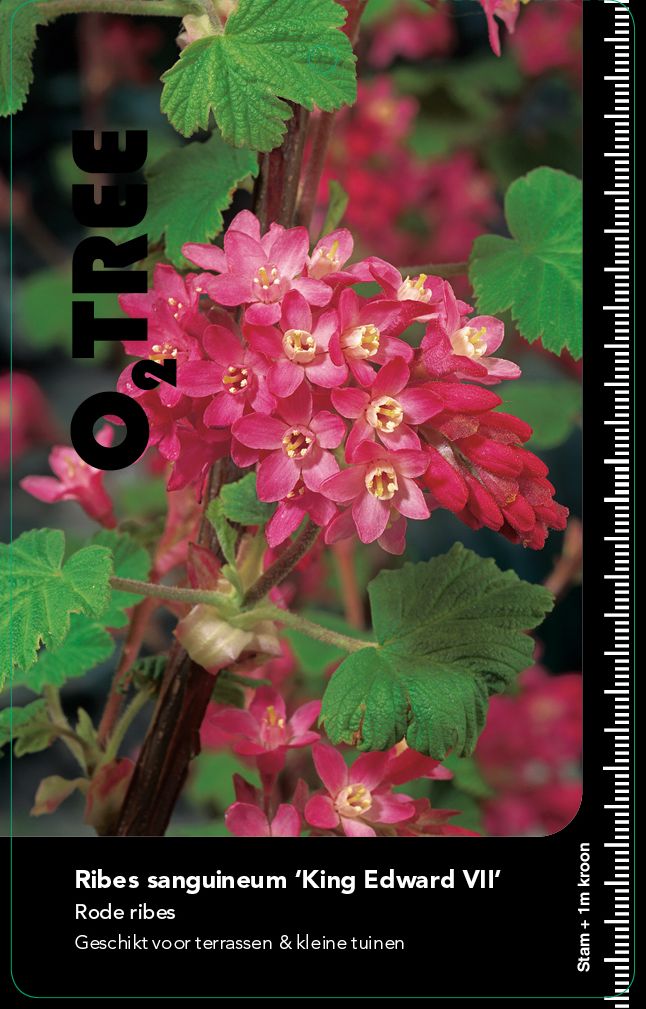 ribes-sanguineum-king-edward-vii