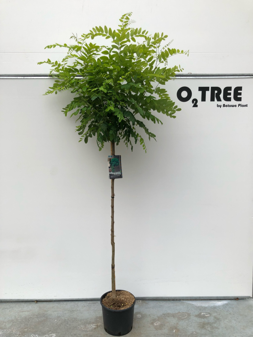 robinia-pseudoacacia--umbraculifera--c10-120cm--2-