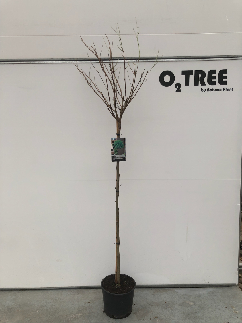 robinia-pseudoacacia--umbraculifera--c10-120cm--4-