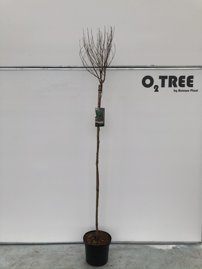 robinia-pseudoacacia--umbraculifera--c12-150cm-winter