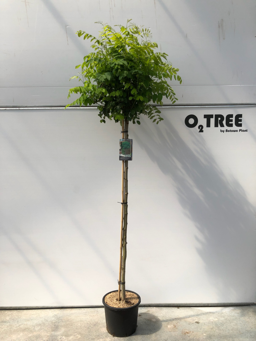 robinia-pseudoacacia--umbraculifera--c15-150cm