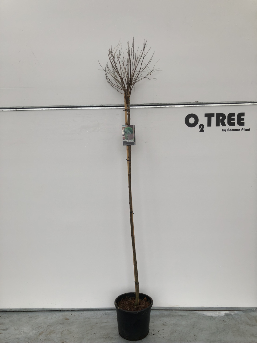 robinia-pseudoacacia--umbraculifera--c15-180cm-winter