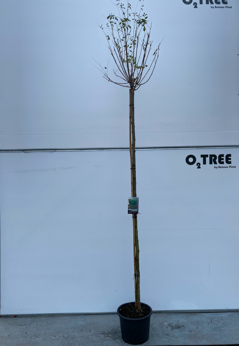 robinia-pseudoacacia--umbraculifera--c20-10-12-220cm