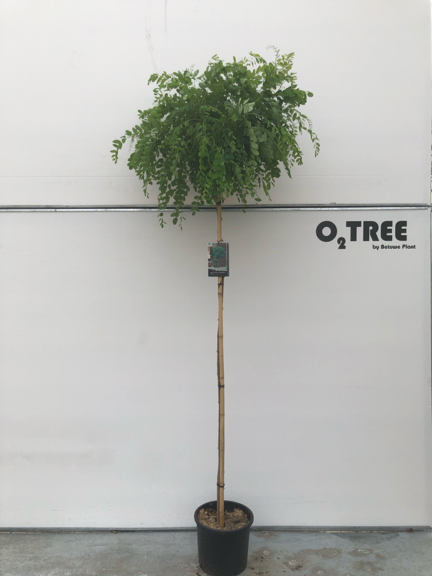robinia-pseudoacacia--umbraculifera--c20-180cm