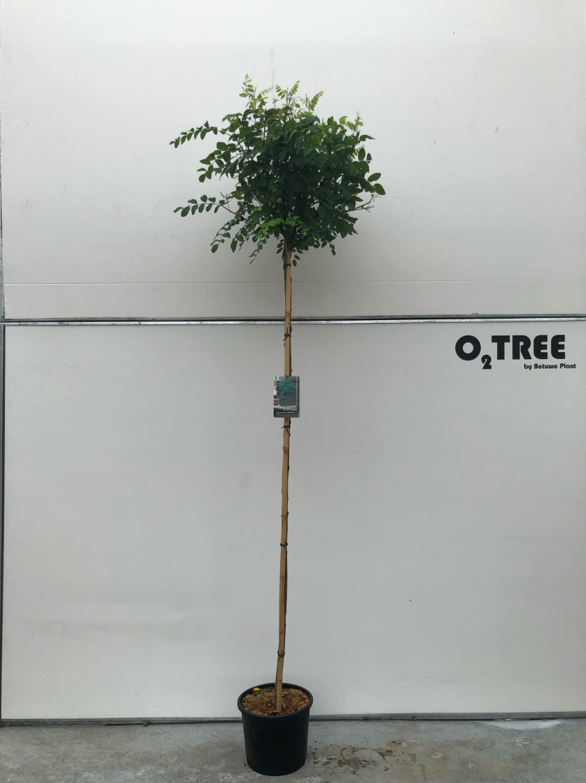 robinia-pseudoacacia--umbraculifera--c20-8-10-12-200cm