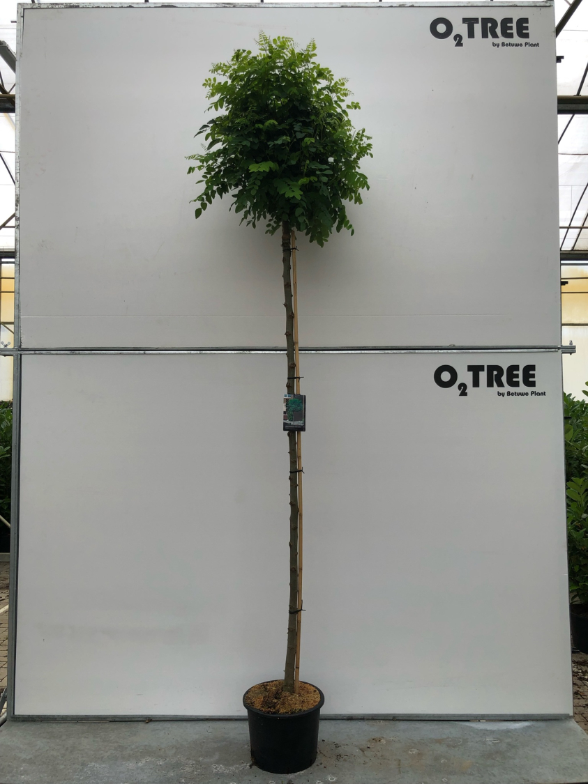 robinia-pseudoacacia--umbraculifera--c25-10-12-220cm