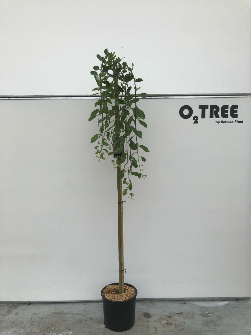 salix-caprea--kilmarnock--c15-180cm