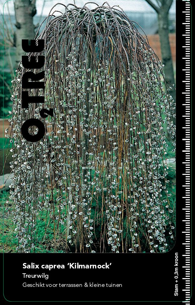 salix-caprea-kilmarnock