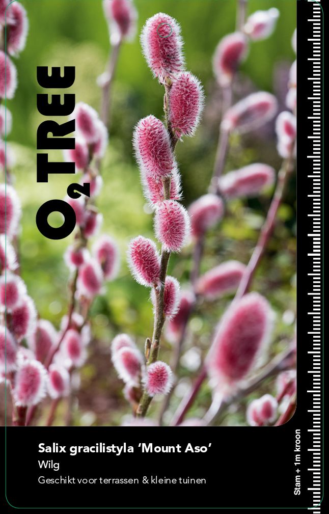 salix-gracilistyla-mount-aso