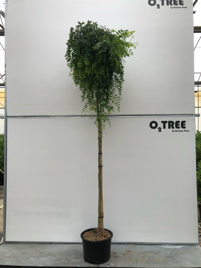 sophora-japonica--pendula--c35-10-12-220cm
