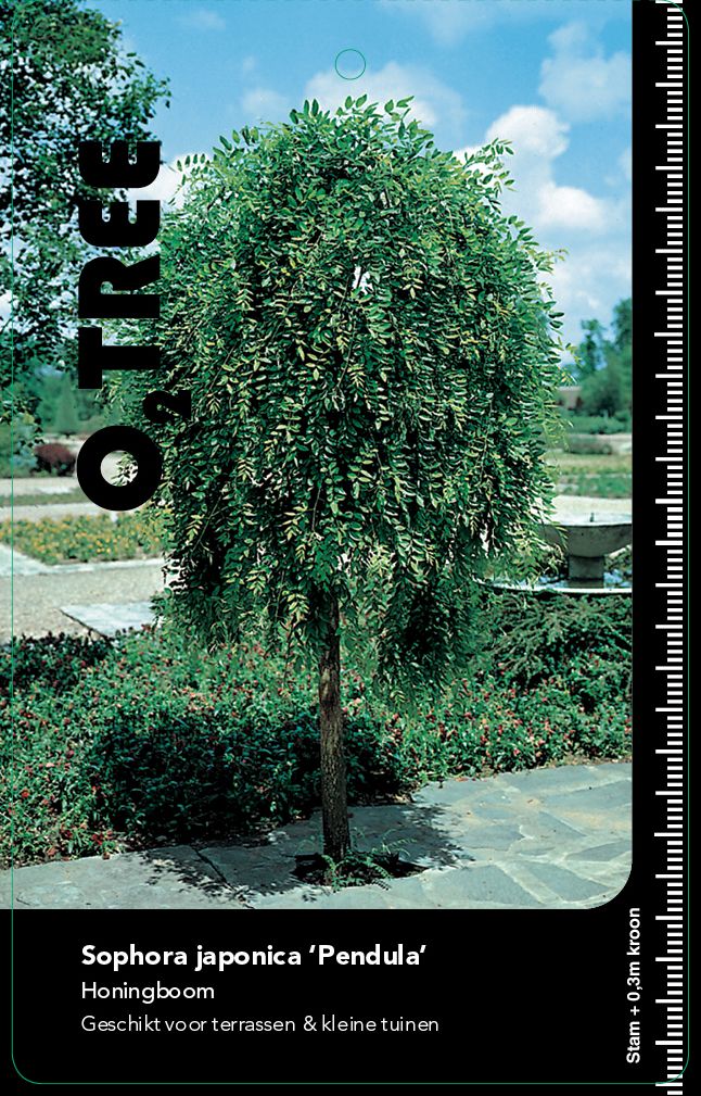sophora-japonica-pendula