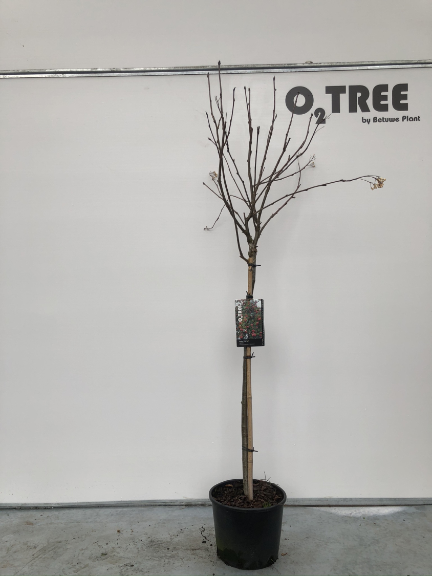 sorbus--pink-veil--c10-90cm