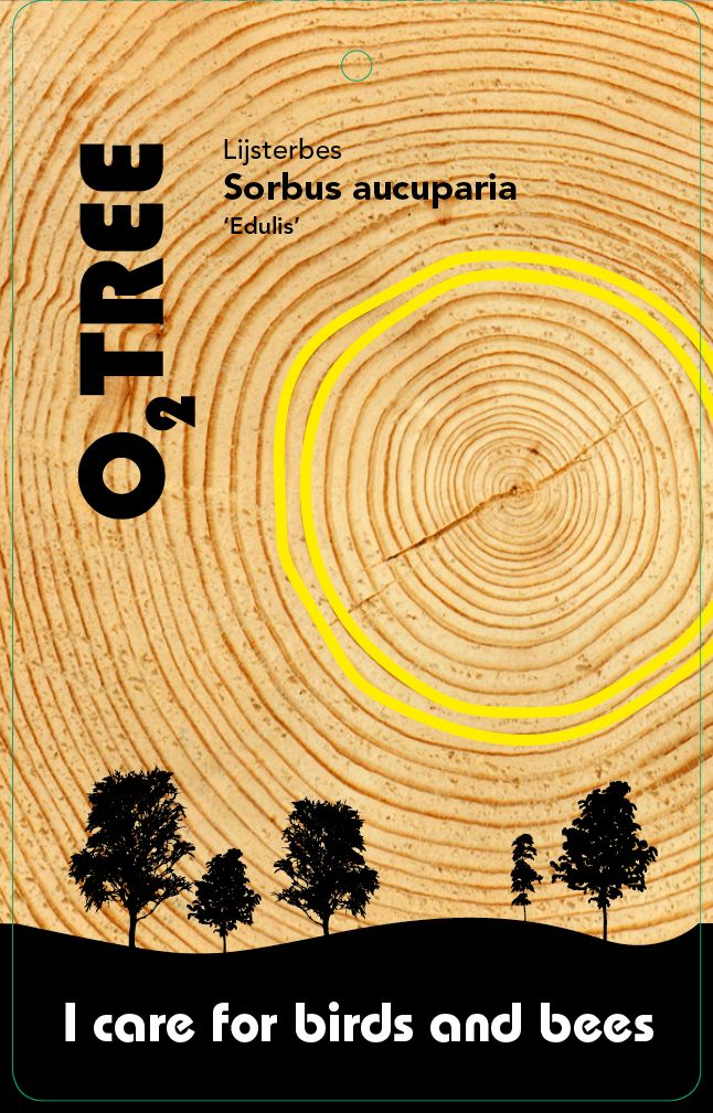 sorbus-aucuparia-edulis-thema