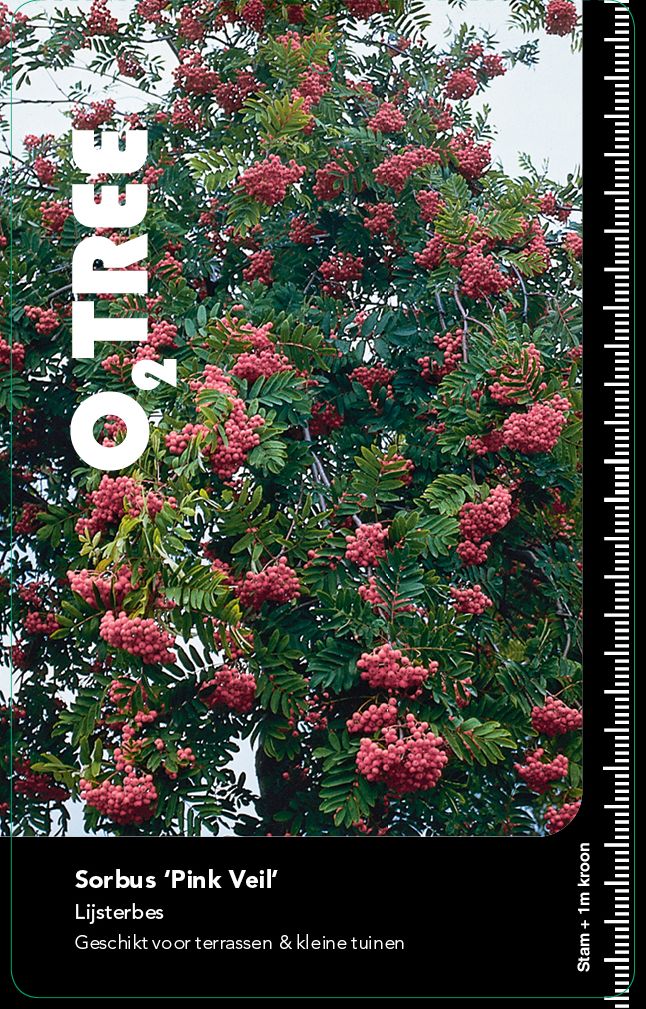 sorbus-pink-veil