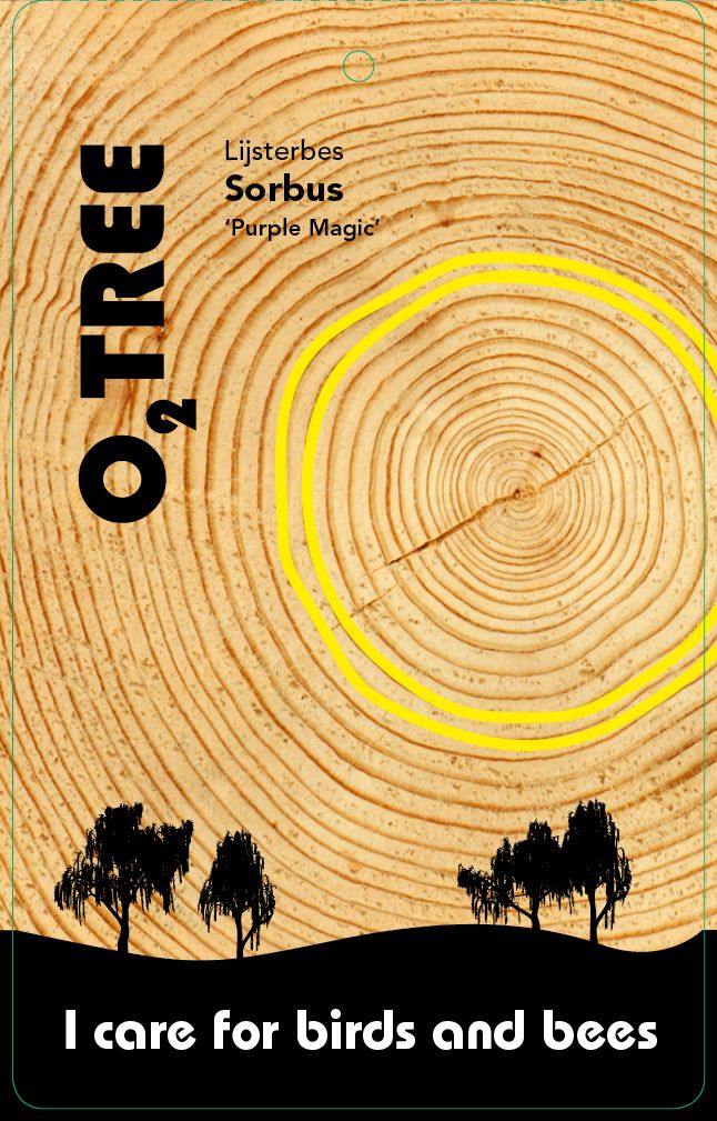 sorbus-purple-magic-thema