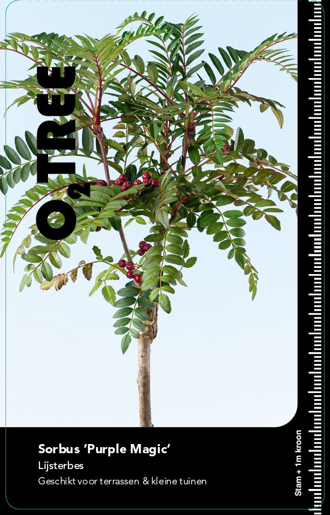 sorbus-purple-magic