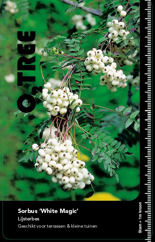 sorbus-white-magic