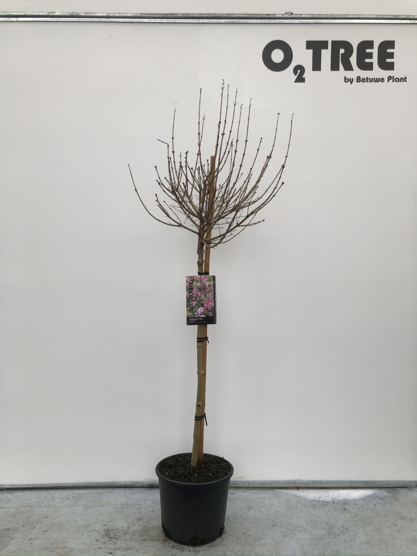 syringa-meyeri--palibin--c10-80cm