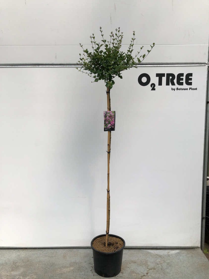 syringa-meyeri--palibin--c15-150cm