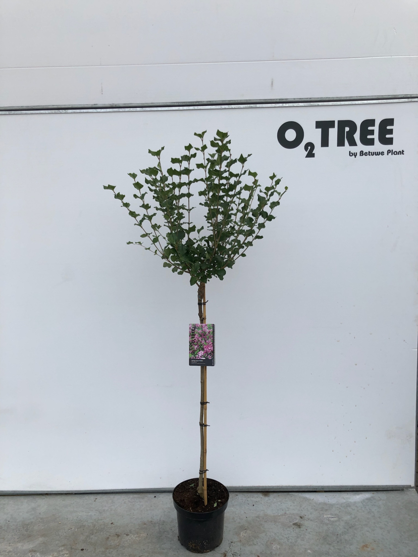 syringa-meyeri--palibin--c7-5-90cm